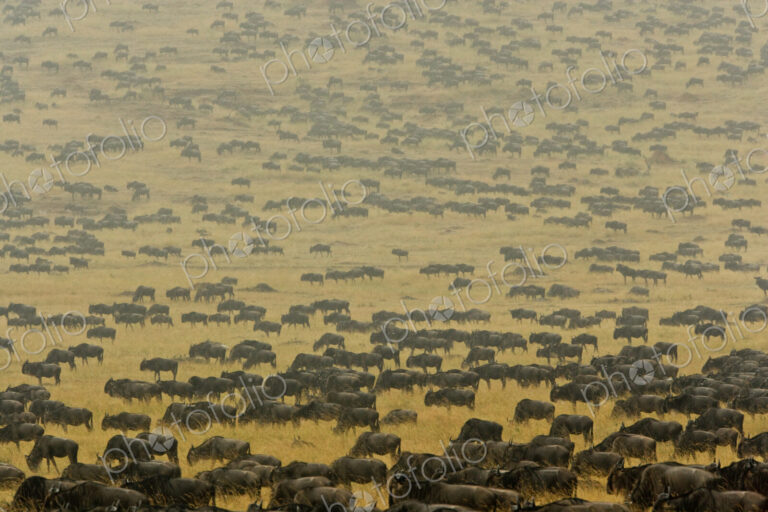Herd of wildebeest crosses the open plains of southern Kenyas Mara River region.…